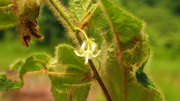 เสื้ยนสะคอน Grewia sessilifolia Gagnep.<br/>TILIACEAE